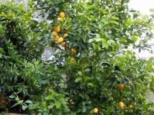 Φωτογραφία για Βόλτα στον κήπο και λεμονάδα σπιτική