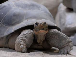 Φωτογραφία για Χελώνα 80 χρονών γεννάει για πρώτη φορά! [photos]