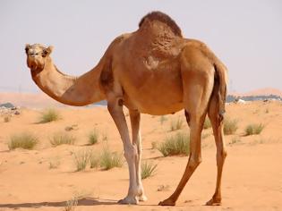 Φωτογραφία για Καμήλα αποκεφάλισε τον ιδιοκτήτη της επειδή την άφησε δεμένη στη ζέστη!