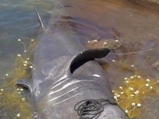 Φωτογραφία για Πιάστηκε καρχαρίας 7,5 μέτρων στην Λέσβο!