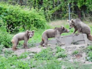 Φωτογραφία για 3 αρκουδάκια από τη Γεωργία και 5 λύκοι από την Αυστρία φιλοξενούνται στον ΑΡΚΤΟΥΡΟ
