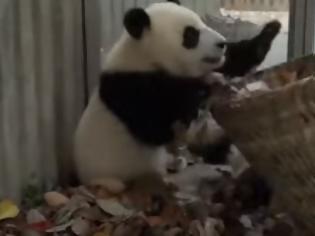 Φωτογραφία για Καθαρίστρια επιχειρεί να καθαρίσει τον χώρο δύο Panda! [video]