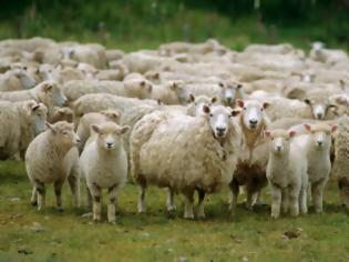Φωτογραφία για Πρόβατα εκτός ελέγχου επιτέθηκαν σε χωριό - Είχαν φάει κάνναβη!