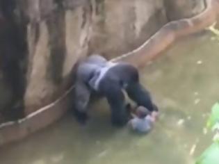 Φωτογραφία για Tρόμος σε ζωολογικό κήπο: Γορίλας άρπαξε τετράχρονο παιδί που έπεσε στο κλουβί του!