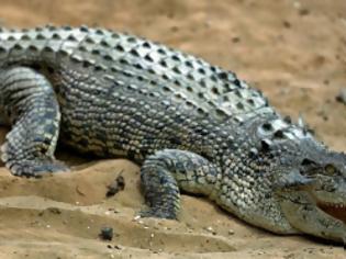 Φωτογραφία για Σοκ στην Αυστραλία: Κροκόδειλος σκότωσε μια γυναίκα σε παραλία
