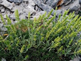 Φωτογραφία για Προστασία αρωματικών φυτών της προστατευόμενης περιοχής Πάρνωνα - Μουστού