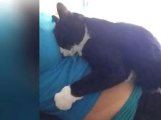 Φωτογραφία για Η Γάτα επέμενε να αγκαλιάζει την κοιλιά της εγκύου ιδιοκτήτριάς της - Δείτε όμως τι έγινε όταν γέννησε… [photos]