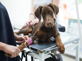 Φωτογραφία για Τσιμπήματα από έντομα στο σκύλο και στη γάτα