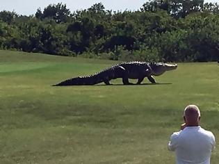 Φωτογραφία για Αλιγάτορας βολτάρει ανέμελος σε γήπεδο γκολφ στη Φλόριντα