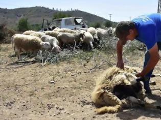 Φωτογραφία για Κουρεύοντας τα πρόβατα με τον παραδοσιακό τρόπο [photos]