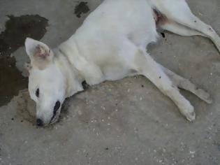 Φωτογραφία για Σκύδρα Πέλλας: Έριξαν φόλες και δηλητηρίασαν σκυλιά ακόμα και μέσα στο περιφραγμένο καταφύγιο