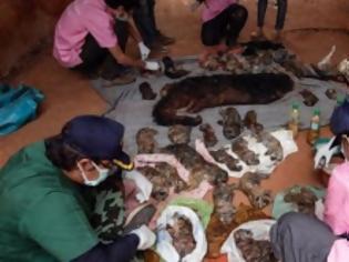 Φωτογραφία για Ταϊλάνδη: Σαράντα νεκρά τιγράκια βρέθηκαν σε ψυγείο βουδιστικού ναού