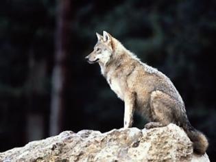 Φωτογραφία για Η έρευνα για τους λύκους που ανατρέπει όσα ξέραμε μέχρι τώρα