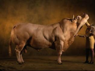 Φωτογραφία για BINTEO - ΣΟΚ: Αυτές είναι οι αγελάδες που τρώμε και είναι γενετικά τροποποιημένες! [video]