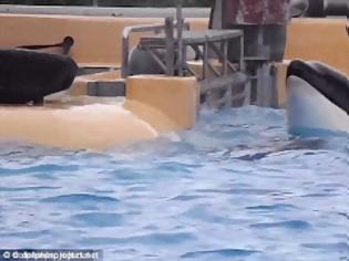 Φωτογραφία για Εικόνες - ΣΟΚ: Φάλαινα έμεινε ακίνητη έξω από την πισίνα προσπαθώντας να αυτοκτονήσει! [photos]
