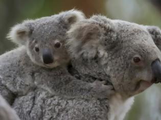 Φωτογραφία για Οι Αυστραλοί αποφάσισαν να δώσουν 9 εκατ. δολάρια για τη διάσωση των κοάλα