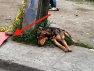 Φωτογραφία για Ο Σκύλος κάθεται Ακίνητος στο Δρόμο - Όταν δείτε ΤΙ βρίσκεται δίπλα του, θα σας Ραγίσει η Καρδιά [photos]