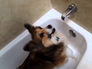 Φωτογραφία για Ο σκύλος που λατρεύει να κάνει μπάνιο! [video]