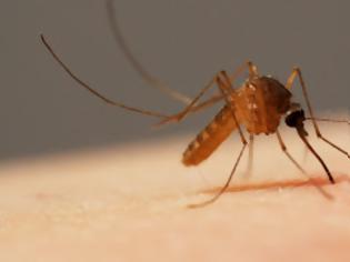 Φωτογραφία για Δείτε πως τα κουνούπια μας ρουφάνε το αίμα! [video]