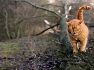 Φωτογραφία για GPS αποκαλύπτει τις βραδινές περιπέτειες της γάτας σας! [photos]