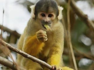 Φωτογραφία για Η μαϊμού που προκάλεσε μπλακ άουτ σε μια ολόκληρη χώρα