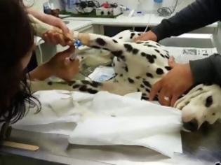 Φωτογραφία για Ένα σοκαριστικό βίντεο για τις συνέπειες της φόλας στα ζώα!