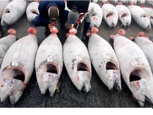 Φωτογραφία για Ιαπωνία: Ερυθρός τόνος πουλήθηκε αντί 565.000 ευρώ,