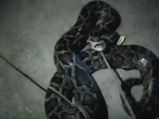 Φωτογραφία για Βίντεο - ΣΟΚ: Φίδι πνίγεται όταν καταπίνει μια ολόκληρη κατσίκα! [video]