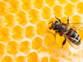 Φωτογραφία για Αυτά για τις μέλισσες τα ήξερες;