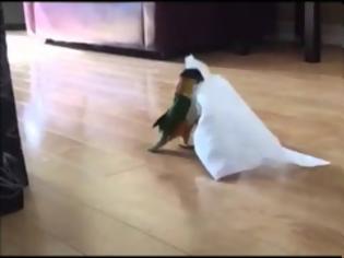 Φωτογραφία για Ξεκαρδιστική αντίδραση παπαγάλου που βρίσκει ένα χαρτί στο πάτωμα... [video]