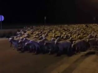 Φωτογραφία για Ο βοσκός αποκοιμήθηκε και εκατοντάδες πρόβατα βγήκαν βόλτα! [video]