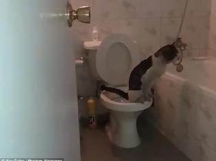Φωτογραφία για Θα πάθετε πλάκα! Δείτε τι κάνει αυτή η γάτα στην τουαλέτα και θα μείνετε ΑΦΩΝΟΙ! [video]