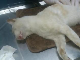 Φωτογραφία για 24 γάτες νεκρές από φόλες σε Παγκράτι και Άγιο Αρτέμιο στην Αθήνα μέσα σε μια εβδομάδα