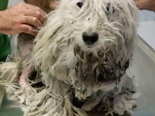 Φωτογραφία για Χούνη Άργους: Βρήκαν τον σκύλο να περιφέρεται εξαθλιωμένος σαν ζωντανή σφουγγαρίστρα