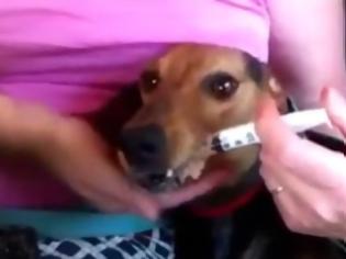 Φωτογραφία για Χρειαζεται ΒΟΗΘΕΙΑ - Σκυλίτσα που εγκαταλήφθηκε στο βουνό αρνείται να φάει και να πιει νερό... [video]