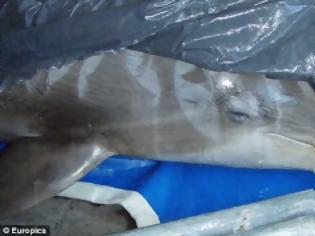 Φωτογραφία για Πρωτοβουλία ΠΚΑΚ: Και άλλο δελφίνι πεθαίνει στο Αττικό Ζωολογικό Πάρκο