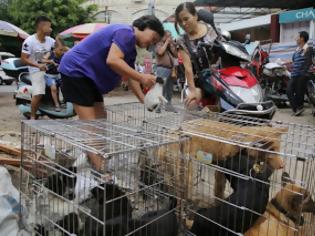 Φωτογραφία για Παγκόσμια κατακραυγή για το Φεστιβάλ Γιουλίν: Χιλιάδες σκυλιά και γάτες περιμένουν τη σφαγή τους σε κλουβιά [ΠΟΛΥ ΣΚΛΗΡΕΣ ΕΙΚΟΝΕΣ]