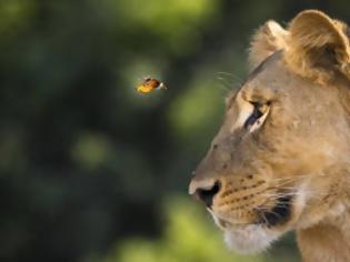 Φωτογραφία για Πεταλούδα πετάει μπροστά από μια λέαινα. Αυτό που έκανε μετά... θέλει θάρρος! [photos]