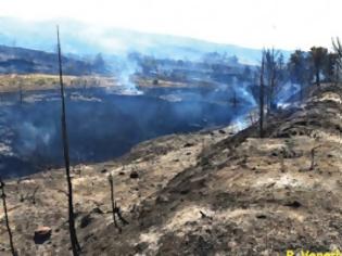 Φωτογραφία για Απολογισμός της φωτιάς στη Ρόδο: Καταστράφηκαν πάνω από 22.000 στρέμματα δάσους!