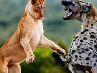 Φωτογραφία για ΕΠΙΚΗ μάχη ενός λιονταριού με ύαινα - ΔΕΙΤΕ τι γίνεται...  [video]