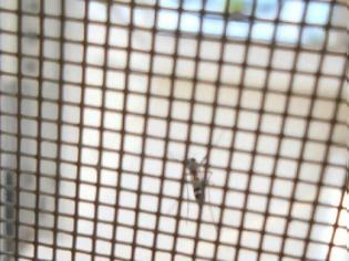Φωτογραφία για Κυκλοφορεί ελεύθερο - Επίθεση κουνούπι τίγρης σε σπίτι των Τρικάλων [video]