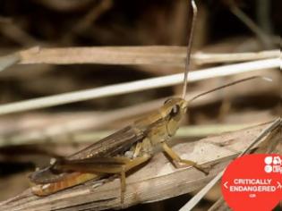 Φωτογραφία για Άραβες σώζουν τη μοναδική ακρίδα της Ηπείρου από την εξαφάνιση