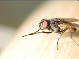 Φωτογραφία για Μύγες ΤΕΛΟΣ - Εξαφανίστε τις Μύγες από το Σπίτι σας, με Αυτό το Απίστευτο Κόλπο! [photos]