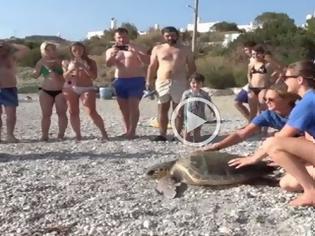 Φωτογραφία για Απελευθέρωση θαλάσσιας χελώνας από το Κέντρο Διάσωσης Αρχέλων [video]