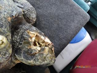 Φωτογραφία για 3 θαλάσσιες χελώνες νεκρές χτυπημένες στο κεφάλι βρέθηκαν σε ακτές του Θερμαϊκού μέσα σε 15 μέρες