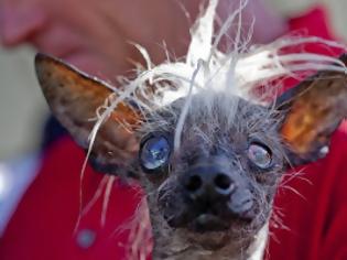 Φωτογραφία για Ο πιο άσχημος σκύλος του κόσμου! [photos]