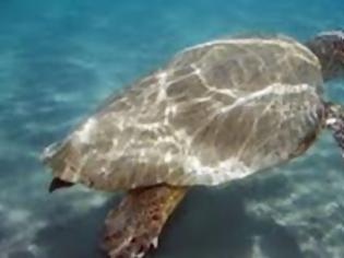 Φωτογραφία για Ζάκυνθος: Γέμισαν χελώνες καρέτα - καρέτα οι παραλίες του νησιού