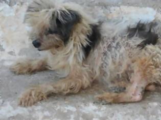 Φωτογραφία για Αχαΐα: Απελπιστική η κατάσταση με τα αδέσποτα - Ξέθαψαν νεκρό σκύλο και τον έφαγαν! [photos]