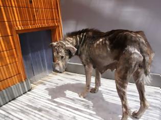 Φωτογραφία για Η διάσωση του σκύλου στην Αθήνα που...πέτρωνε μέρα με τη μέρα! [photos]