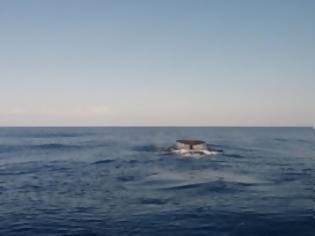 Φωτογραφία για Όλο και πιο συχνές οι...επισκέψεις φαλαινών στα νερά της Κρήτης